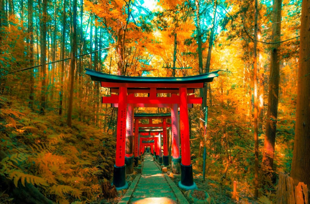 Kyoto Full-Day Tour: Nijo Castle, Kinkaku-ji,  Fushimi Inari Taisha, Kiyomizu-dera Temple - تصویر 11