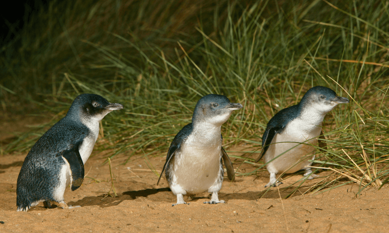Phillip Island with Penguin Parade Eco Tour - تصویر 31
