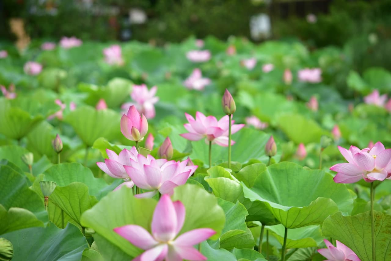 Okinawa Southeast Botanical Gardens - تصویر 7
