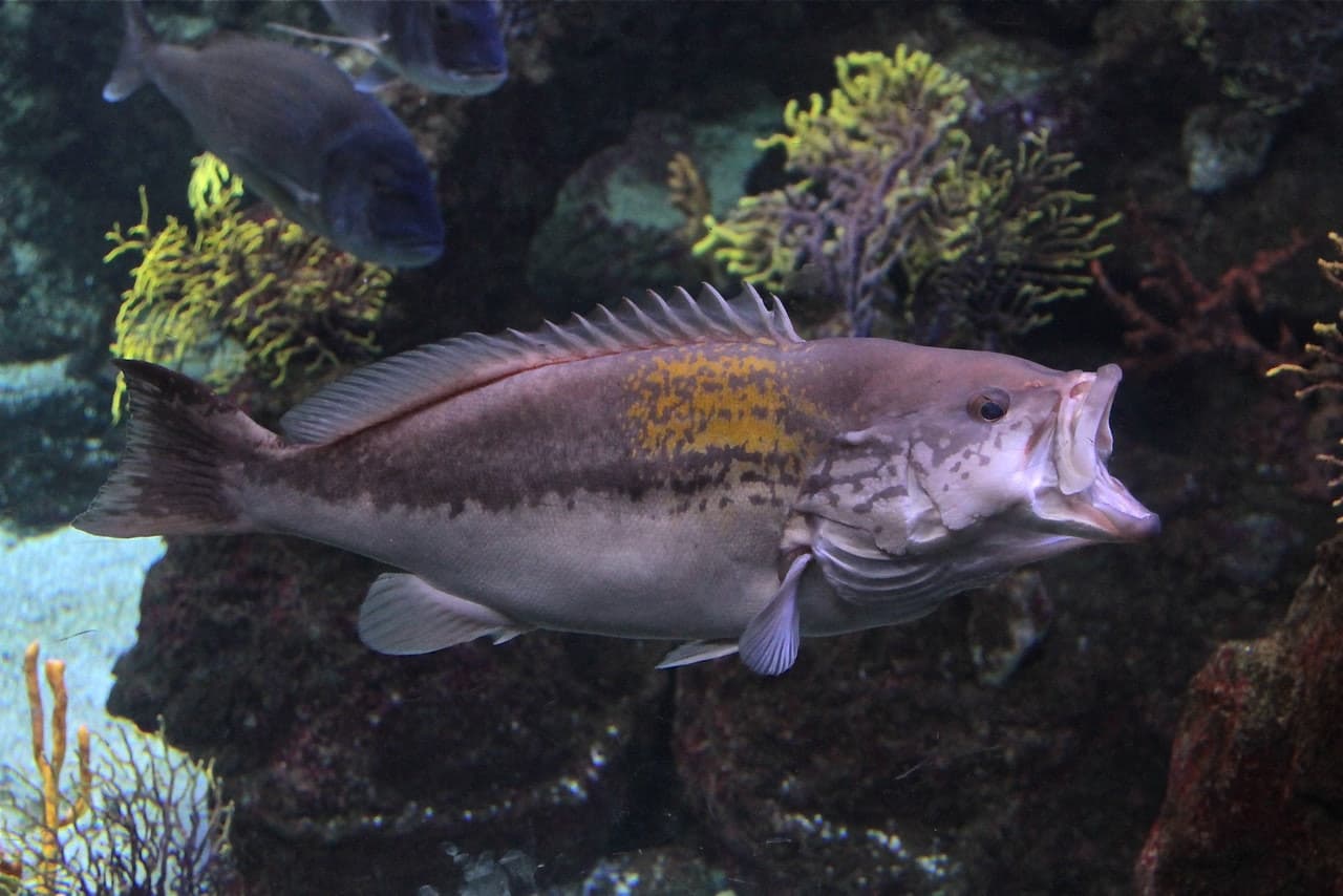 Barcelona Aquarium Ticket - تصویر 3