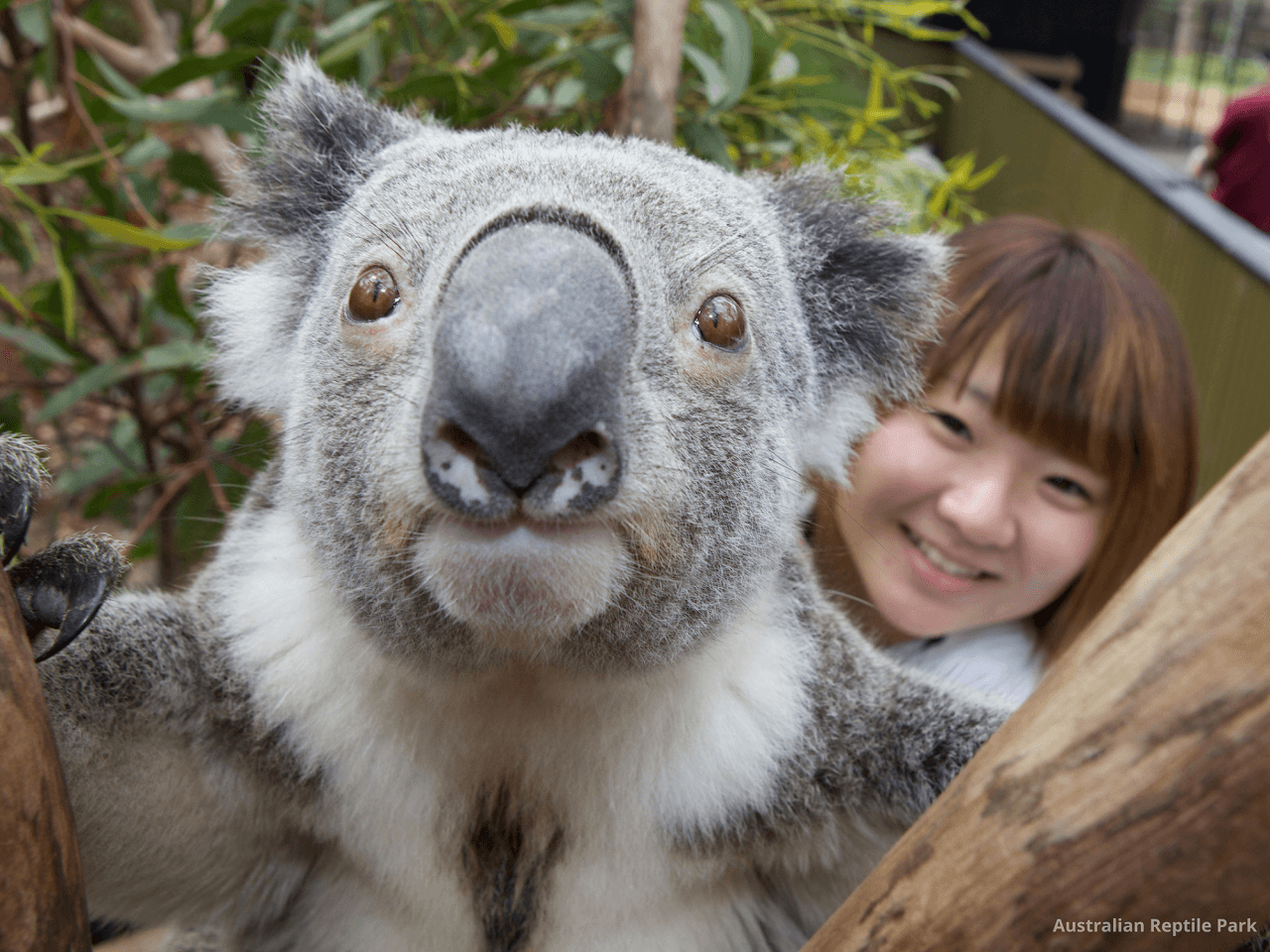 Australian Reptile Park - تصویر 19