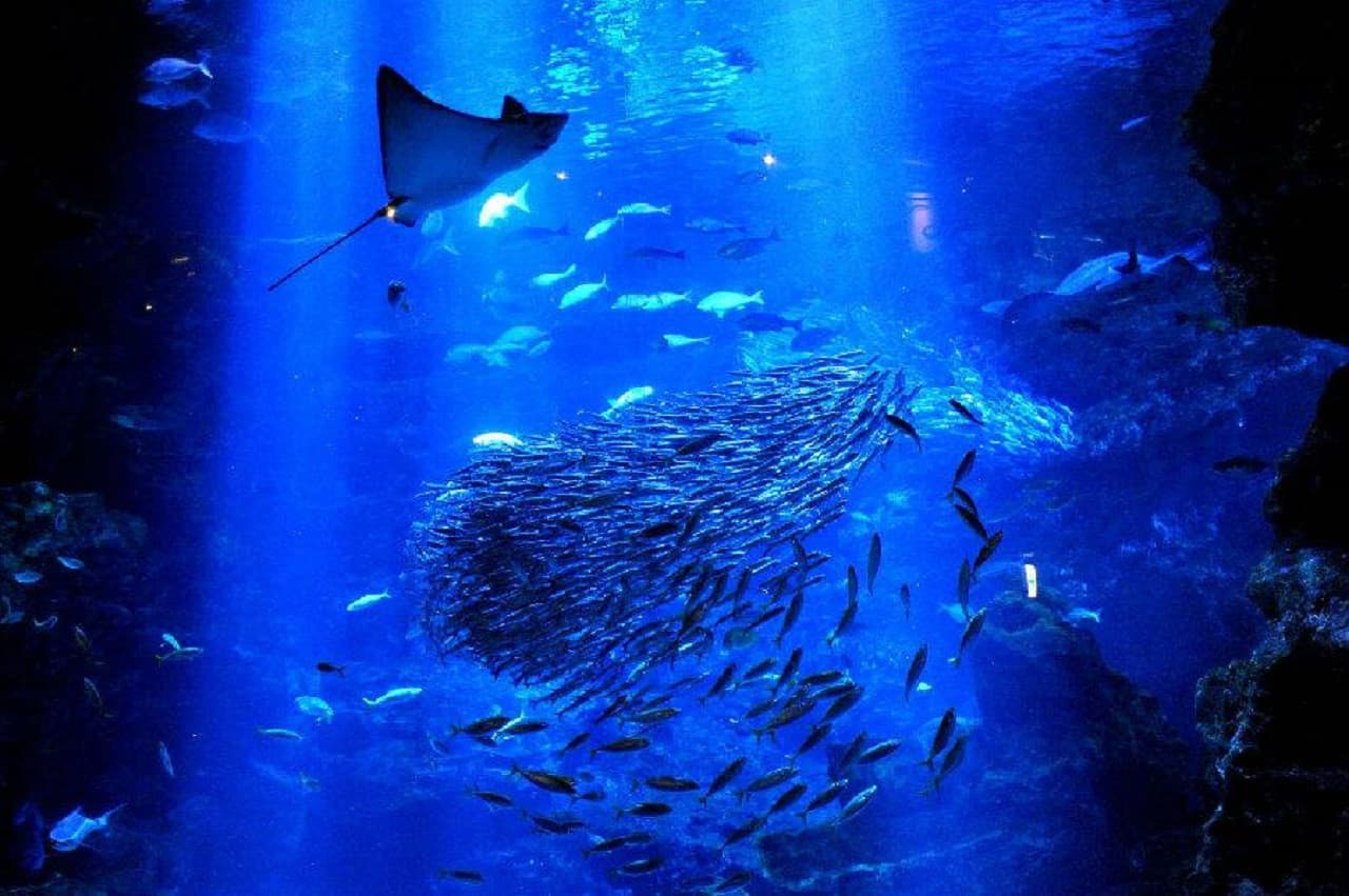 Kyoto Aquarium Ticket - تصویر 12