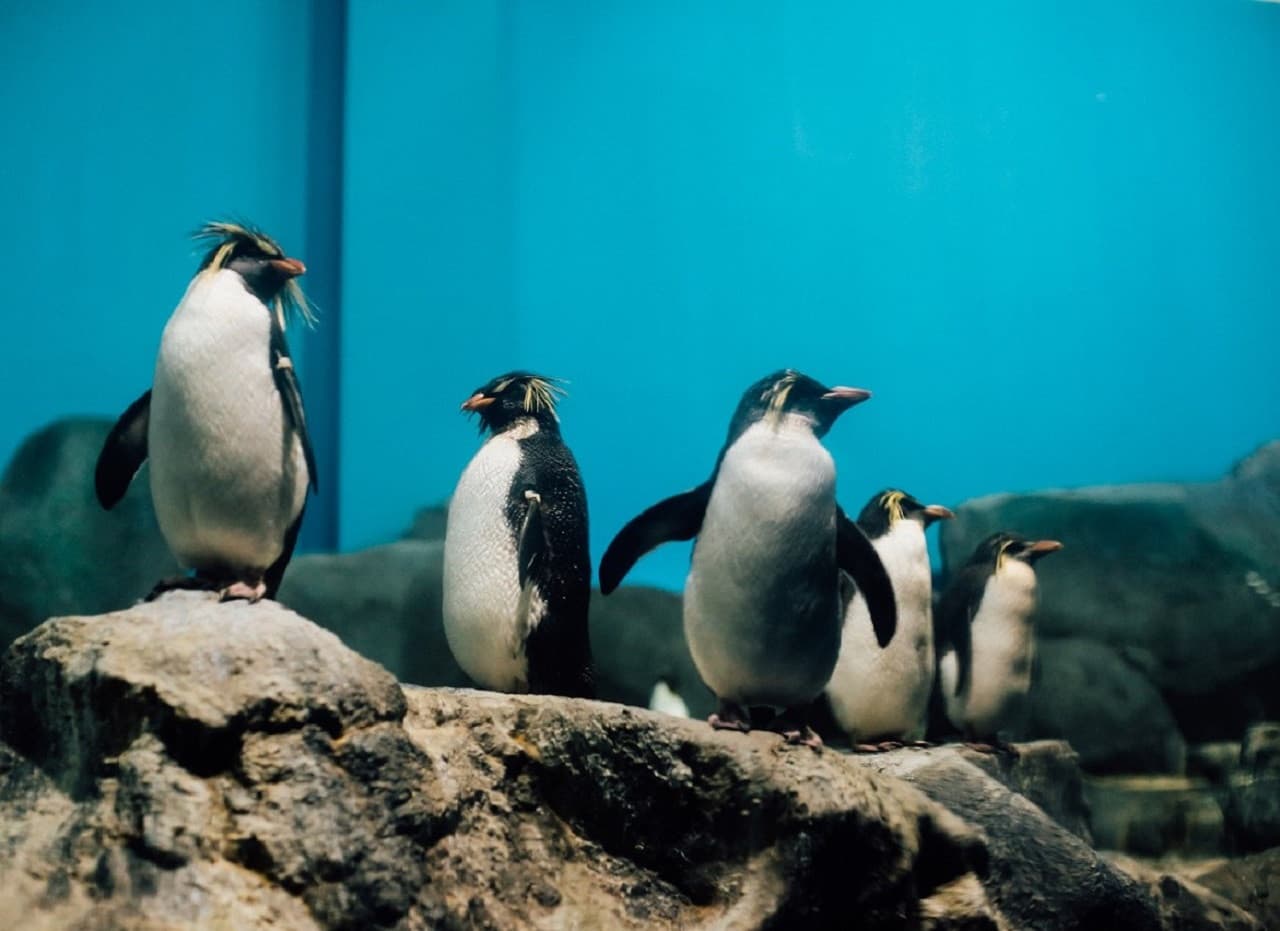 Underwater World Langkawi Ticket - تصویر 18