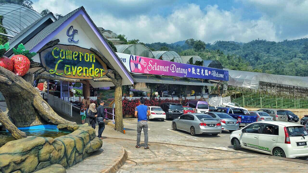 Cameron Highlands Tour from Kuala Lumpur - تصویر 11