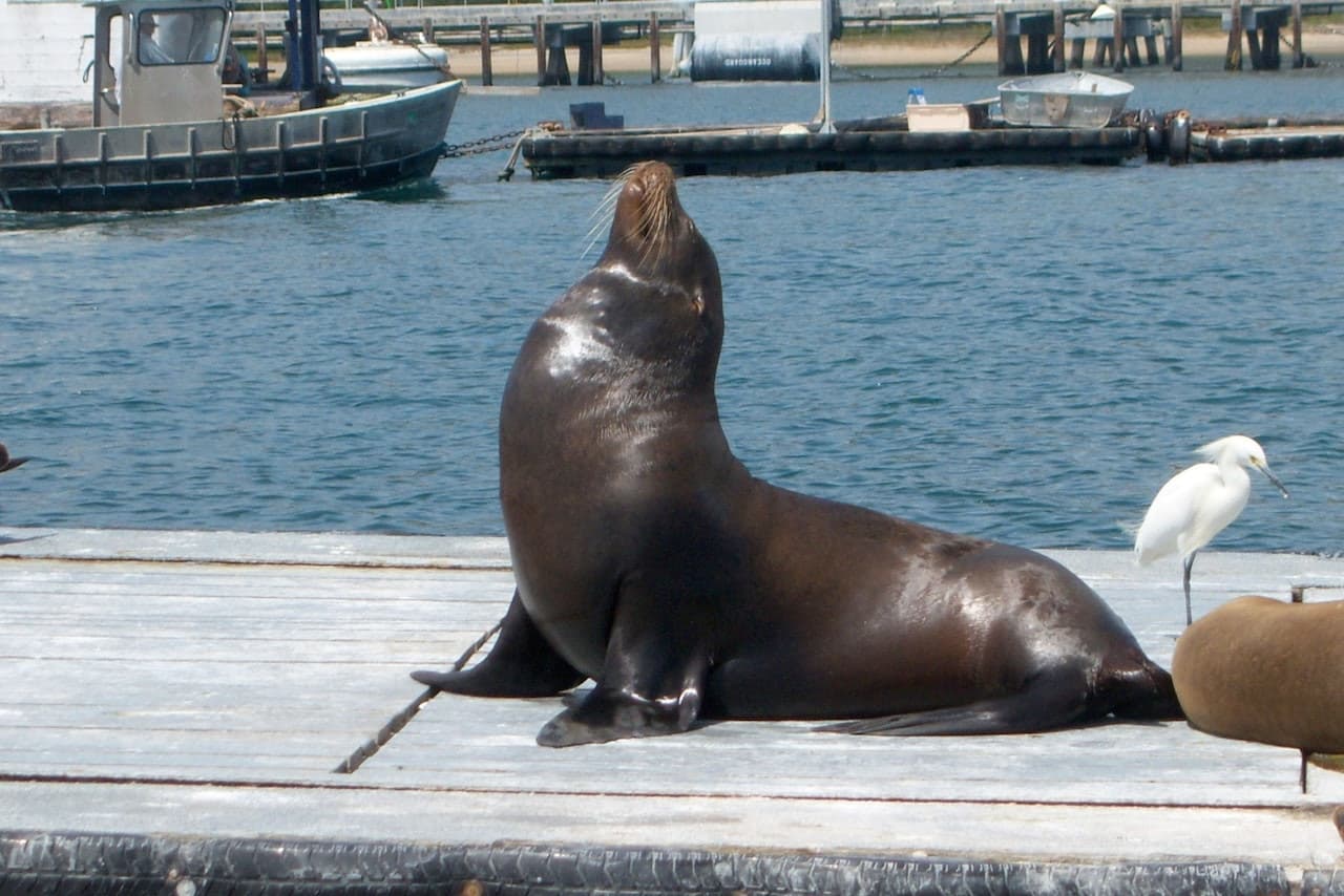 San Diego Harbour Cruise - تصویر 4
