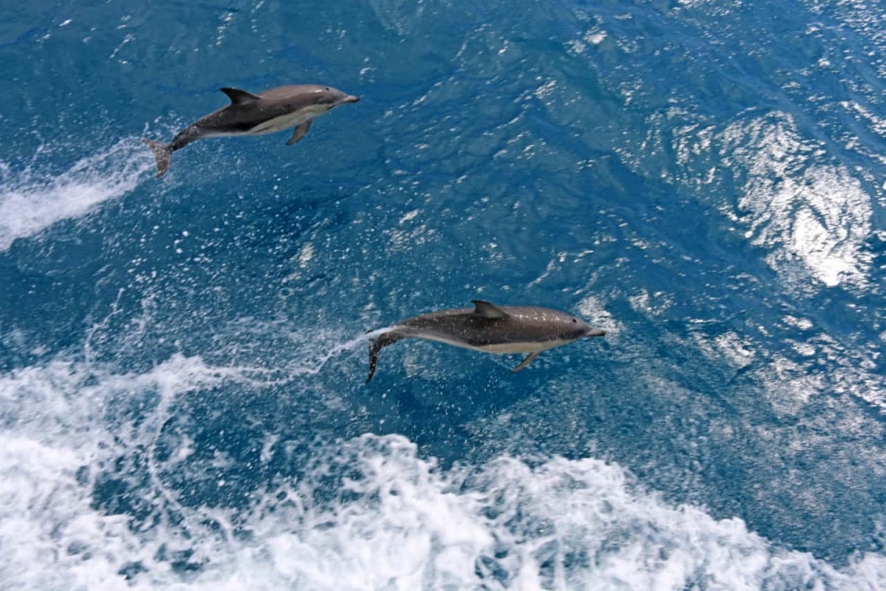 Wilsons Promontory Whale Watching Sightseeing Cruise - تصویر 2