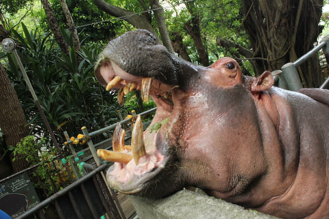Okinawa Zoo & Museum Ticket - تصویر 7