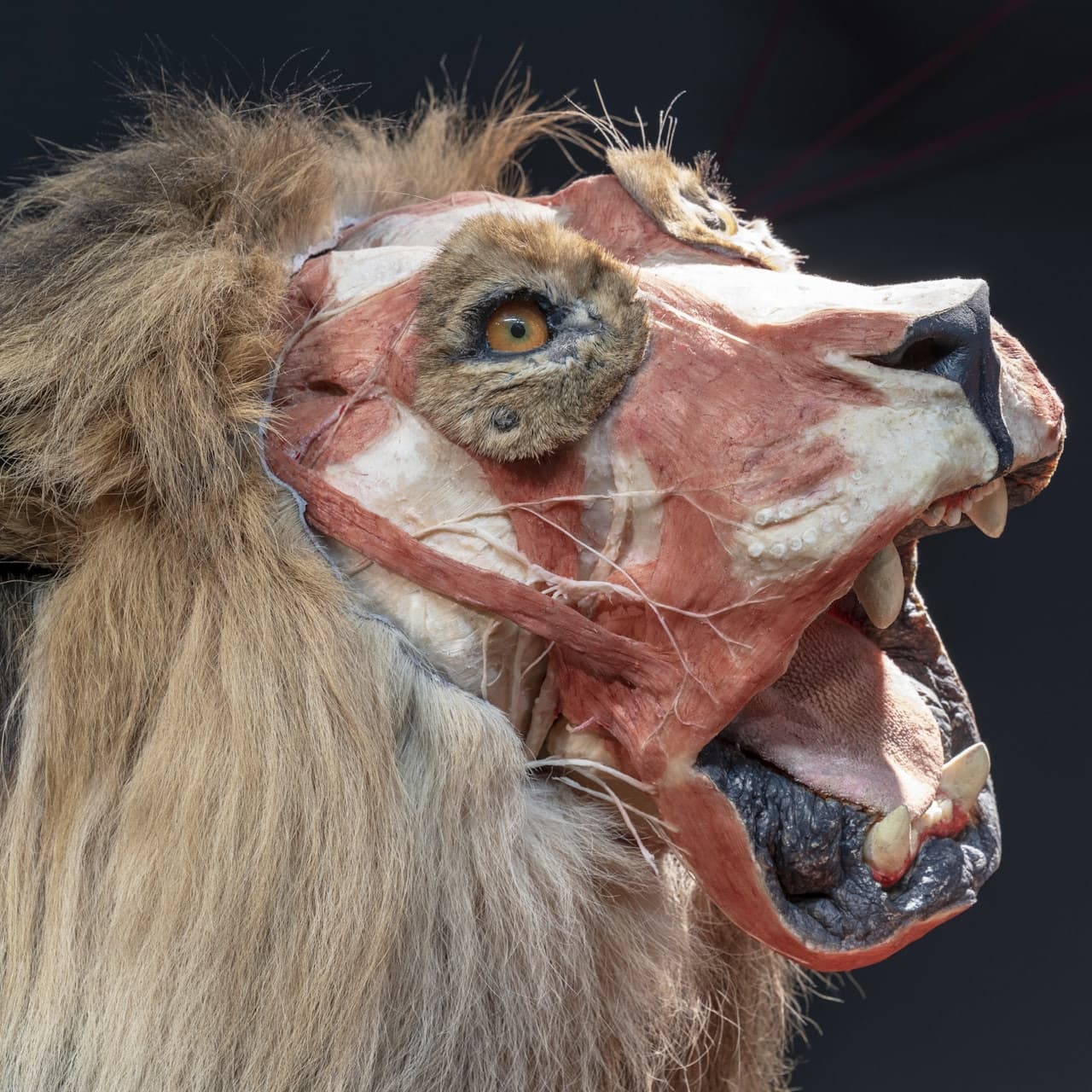 BODY WORLDS Berlin - تصویر 6