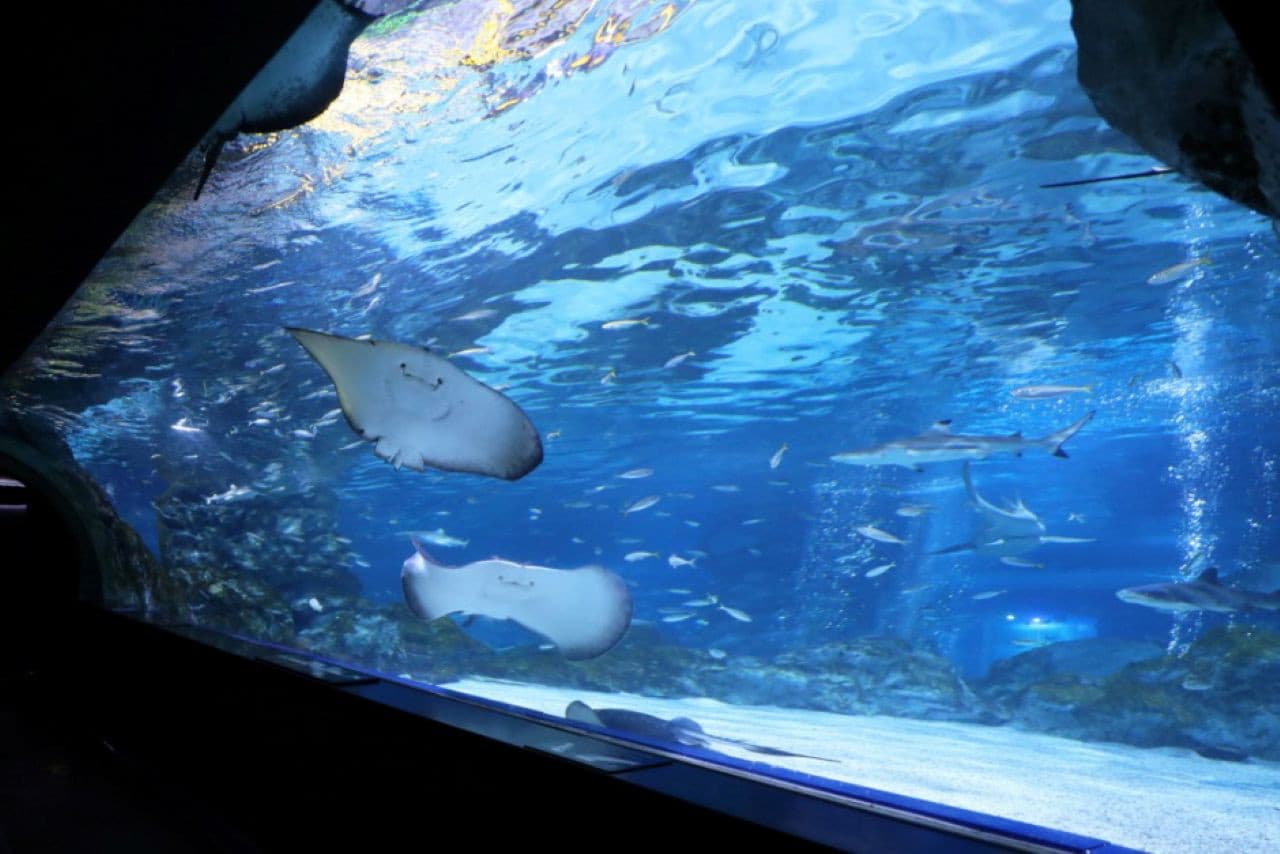 SEA LIFE COEX, Seoul Aquarium Ticket - تصویر 6