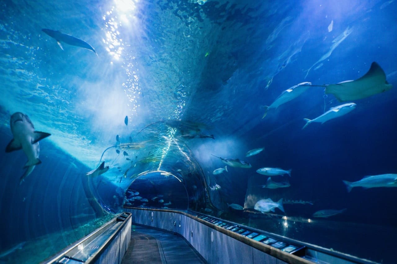 Aquarium of the Bay Ticket - تصویر اصلی