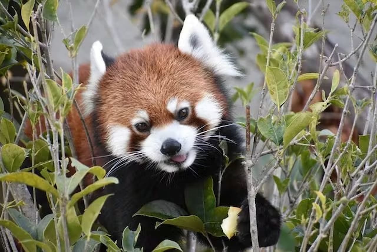 Nagoya-City Higashiyama Zoo and Botanical Gardens - تصویر 4
