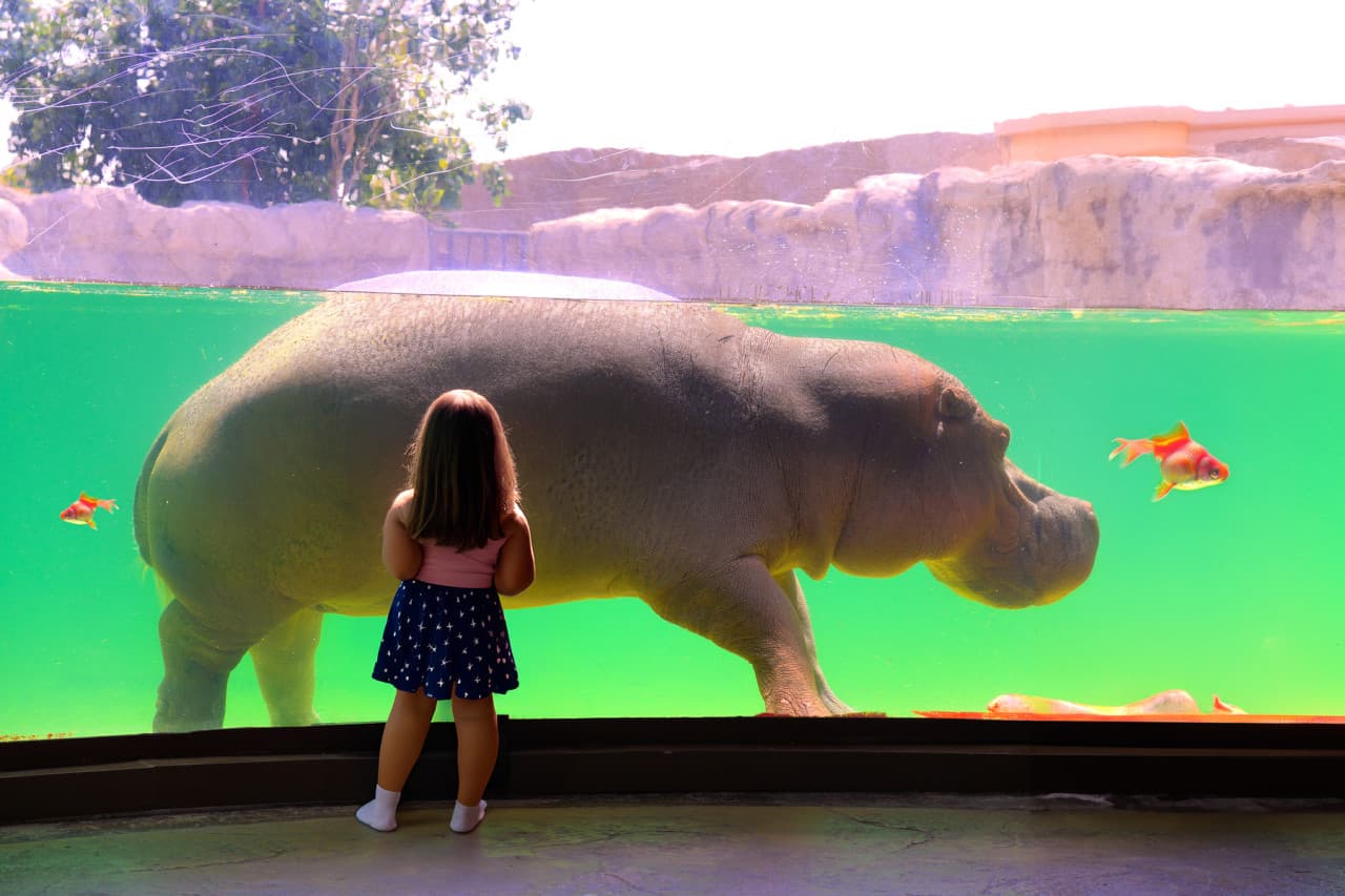 Dubai Safari Park Ticket - تصویر 17