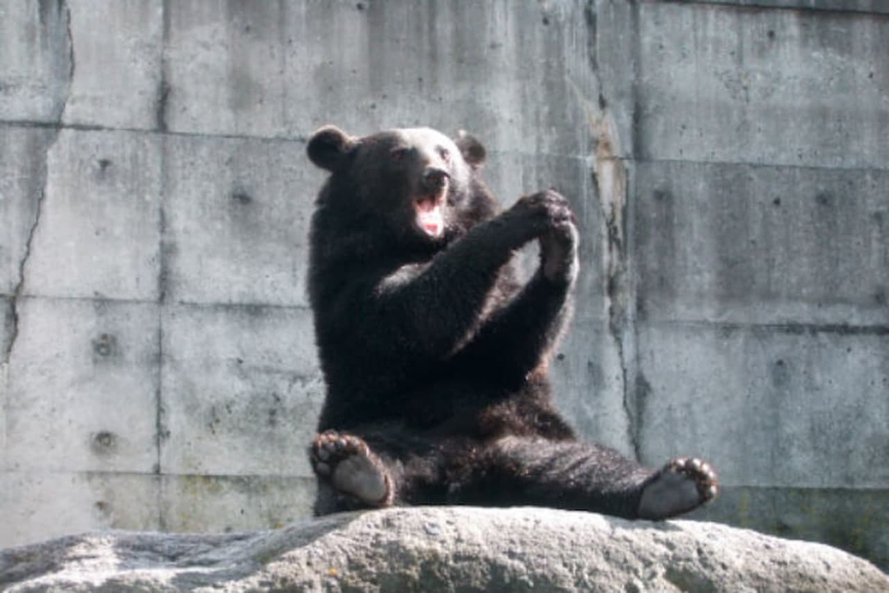 Gifu Okuhida Bears Park Ticket - تصویر 9