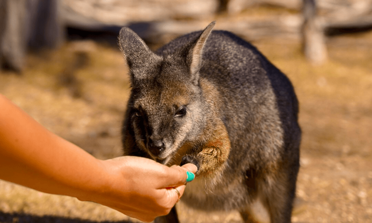 Phillip Island with Penguin Parade Eco Tour - تصویر 37
