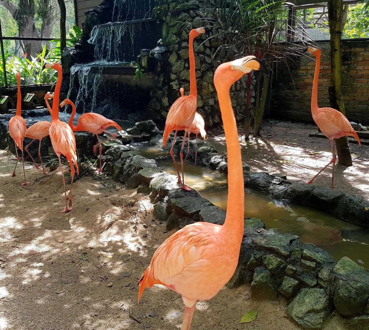 Penang Bird Park - تصویر 3