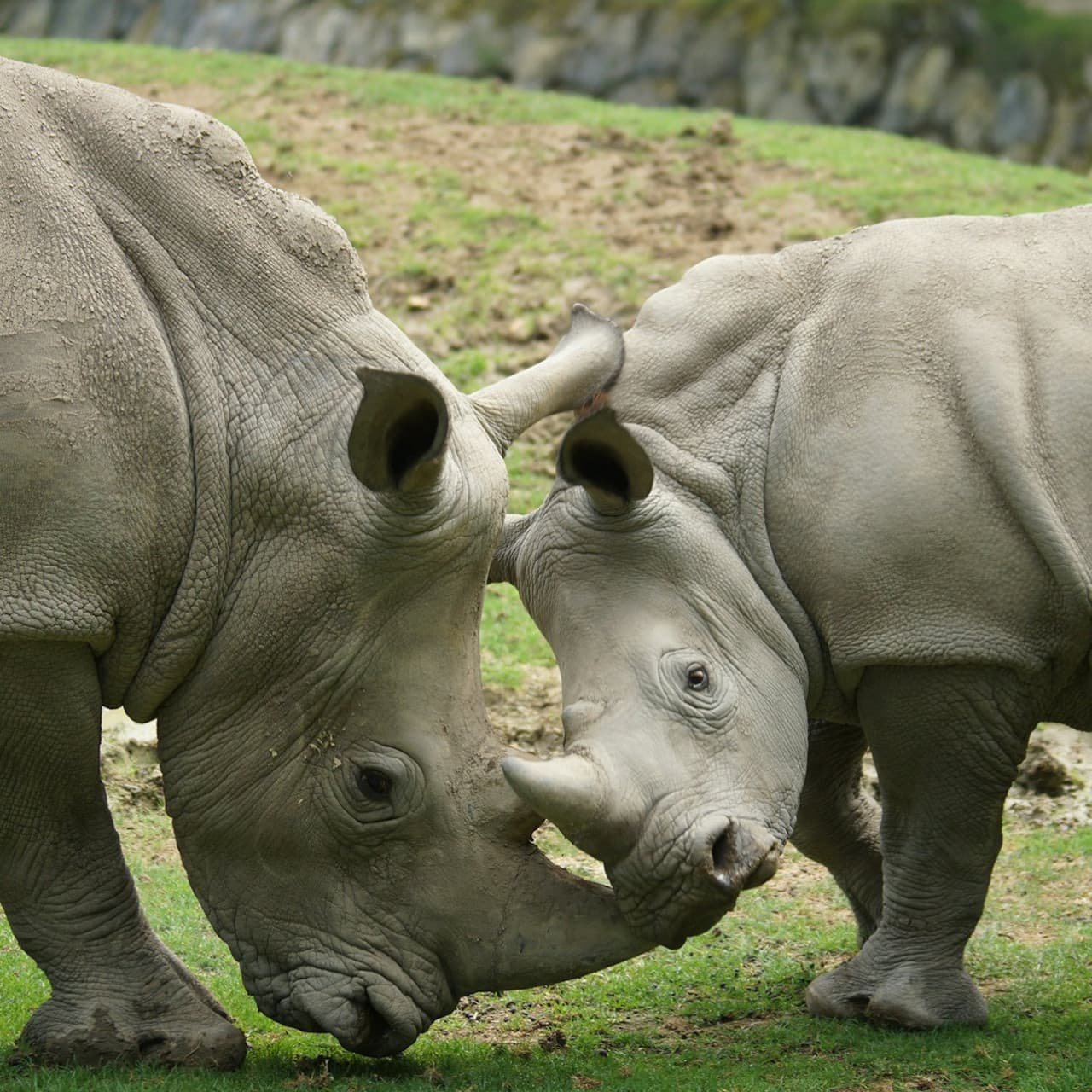 ZooParc de Beauval Ticket - تصویر 14
