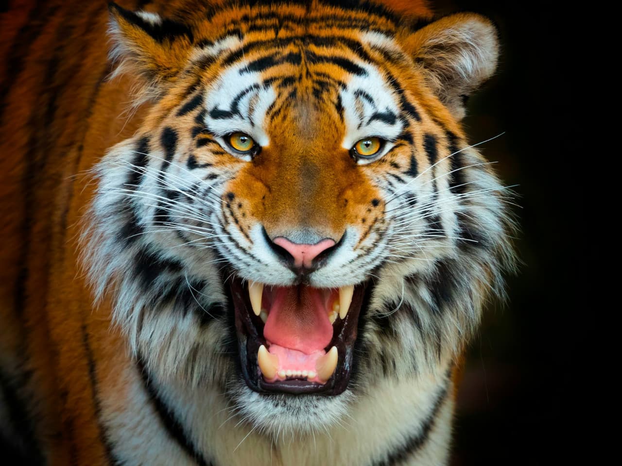 Terra Natura Benidorm: Entry Ticket - تصویر اصلی