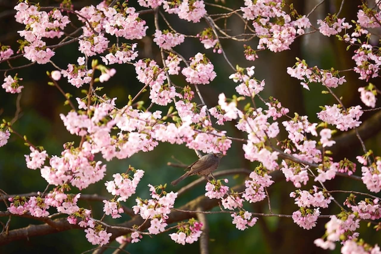 Shinjuku Gyoen National Garden Ticket - تصویر 3