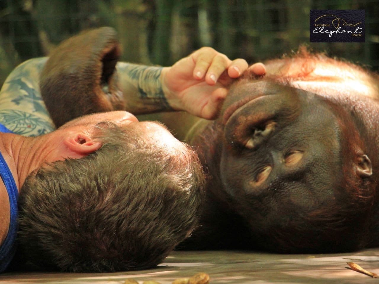 Lombok Wildlife Park Orangutan Interaction - تصویر 4