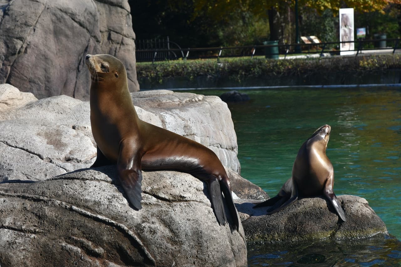 Bronx Zoo - تصویر 11