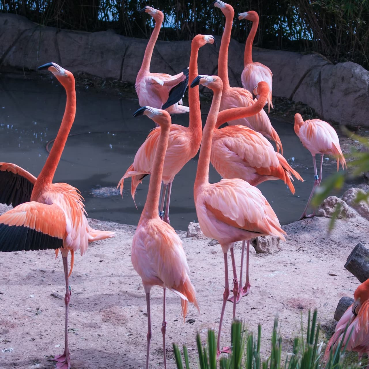 Zoo Aquarium Madrid - تصویر 3