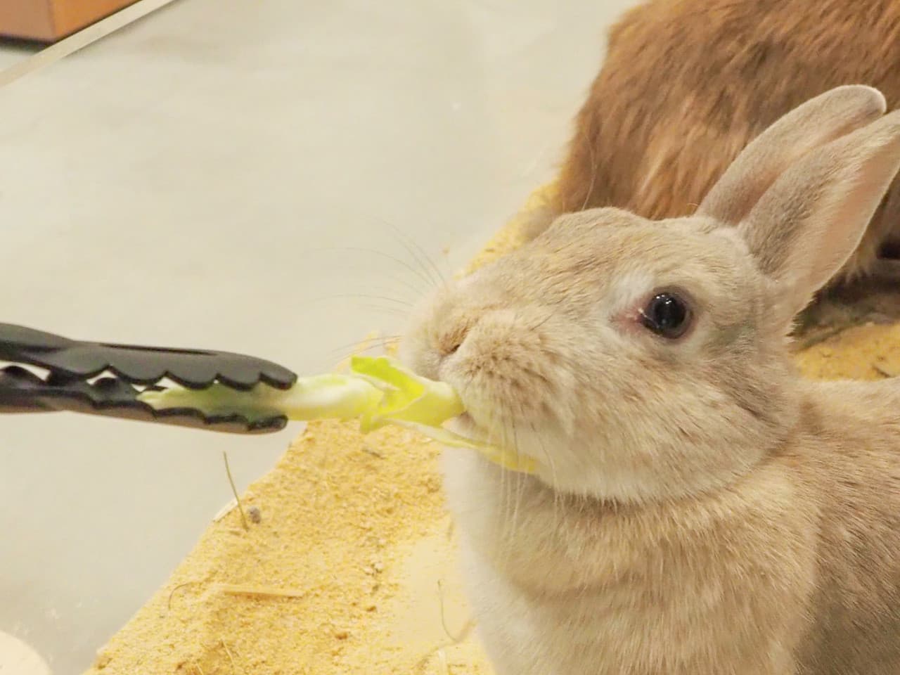 Moff Animal Cafe Lalaport Fukuoka Ticket - تصویر 5