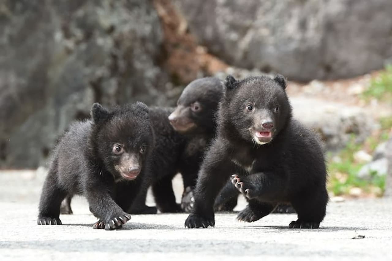 Gifu Okuhida Bears Park Ticket - تصویر اصلی