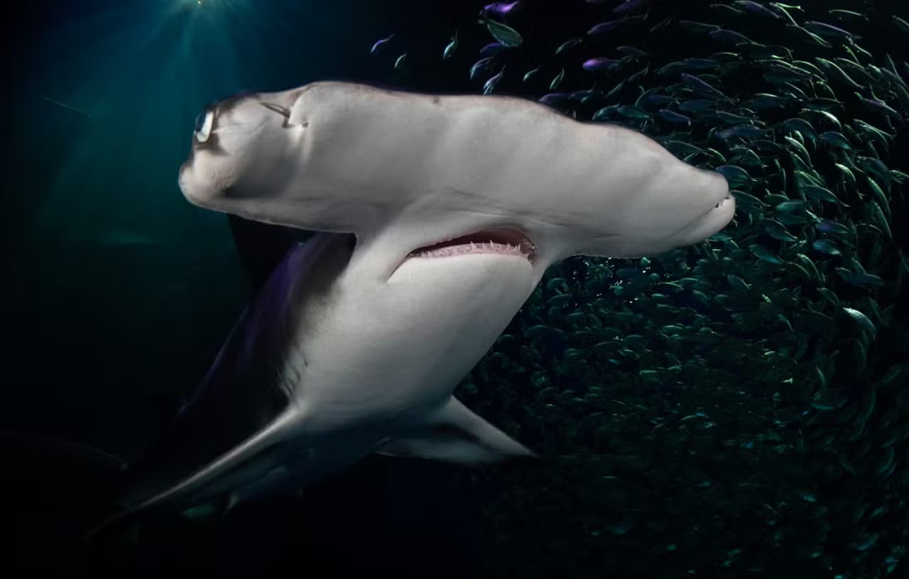 Georgia Aquarium: Fast Track Ticket - تصویر 14