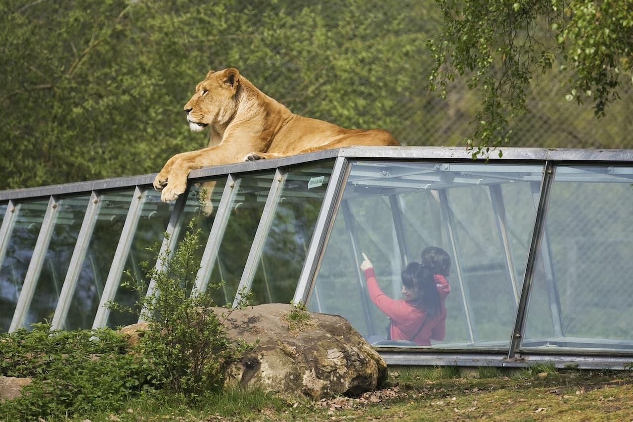 Thoiry ZooSafari: Skip The Line - تصویر 11