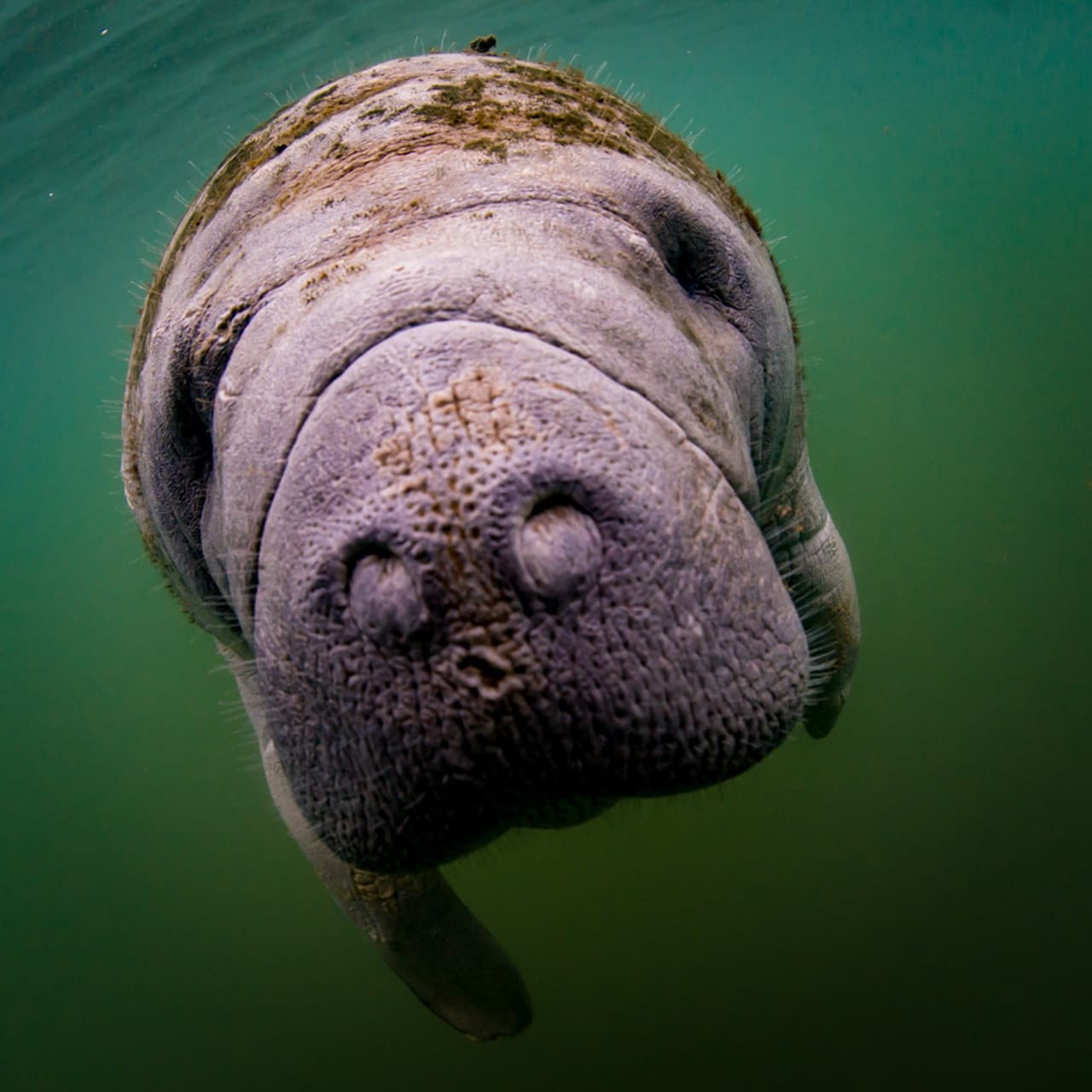 Florida Nature Coast Tour: Crystal River with Manatees Snorkelling, Homosassa State Park - تصویر 7