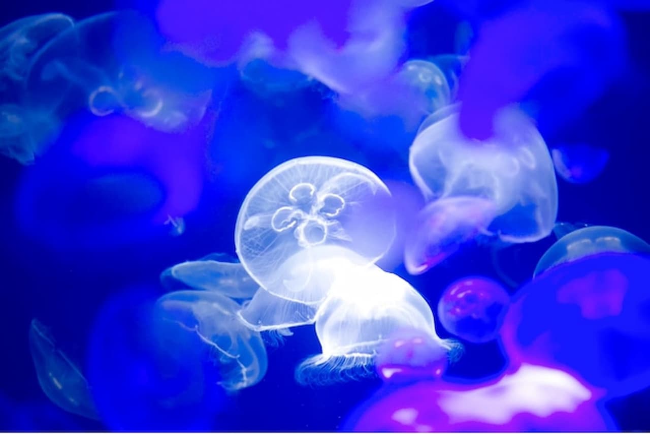 Aqua World Ibaraki Prefectural Oarai Aquarium Ticket - تصویر اصلی