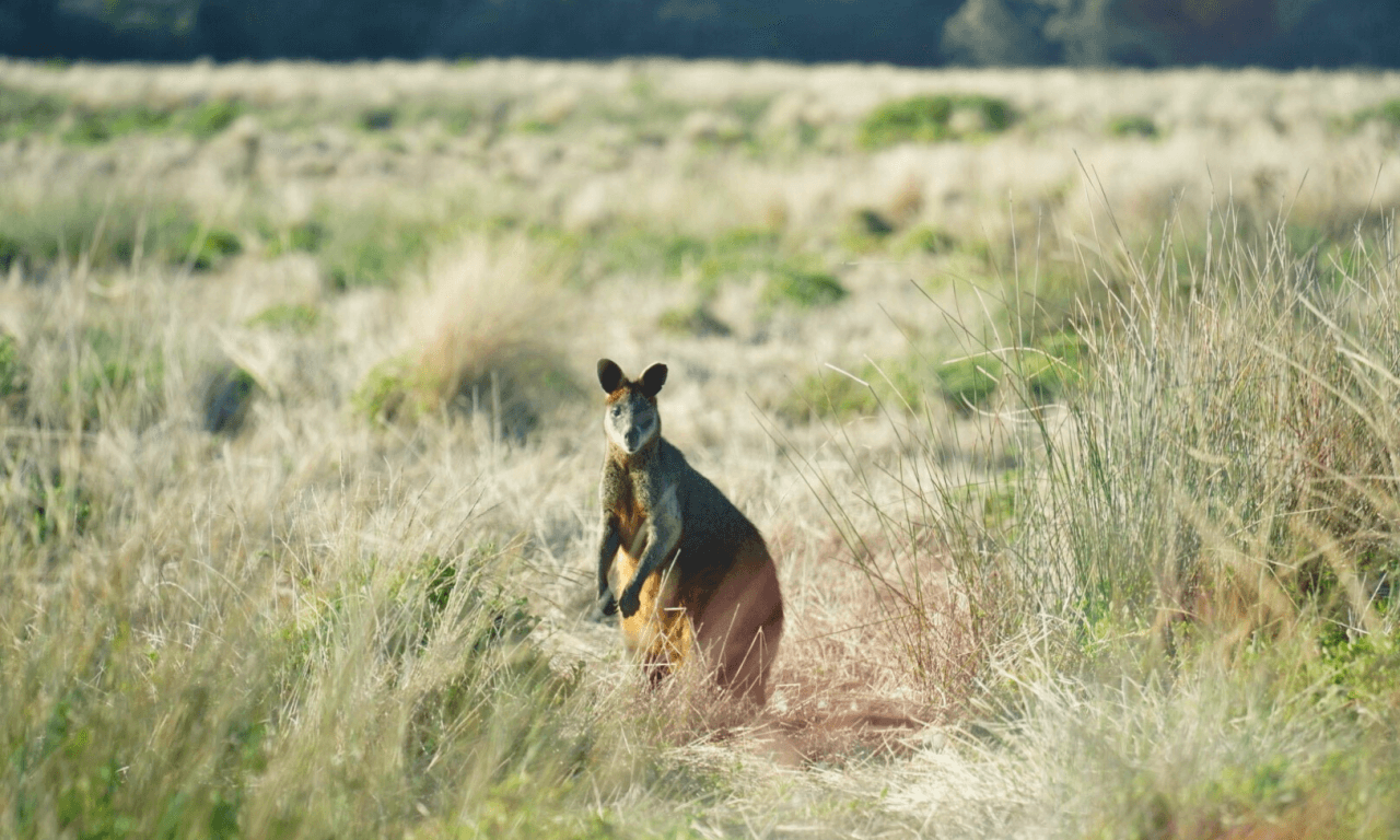 Penguins Express Tour from Melbourne - تصویر 4