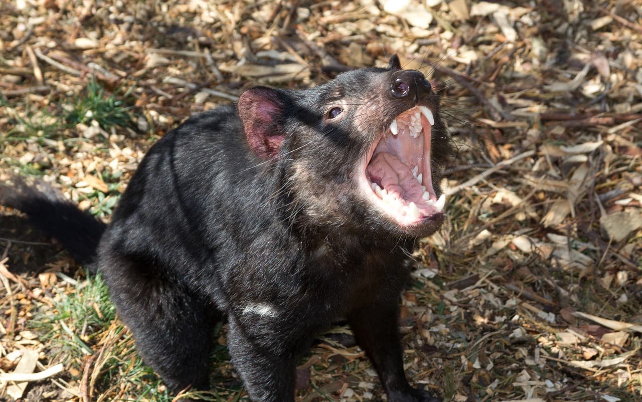 Bonorong Wildlife Sanctuary and Hobart City Tour - تصویر 17