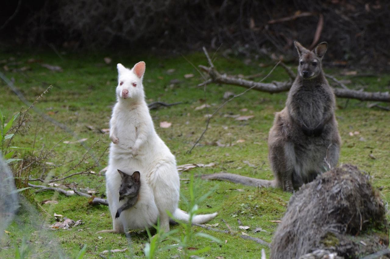 Bruny Island Full-Day Tour from Hobart - تصویر 3