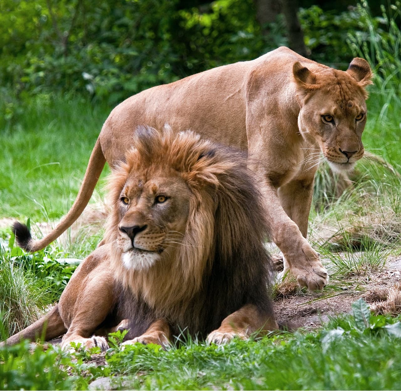 Bronx Zoo - تصویر 4