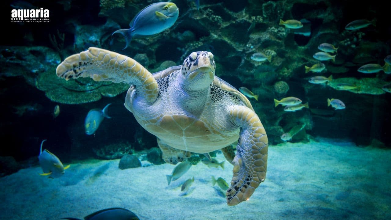 COMBO: Aquaria KLCC + Berjaya Times Square Theme Park Tickets - تصویر 3
