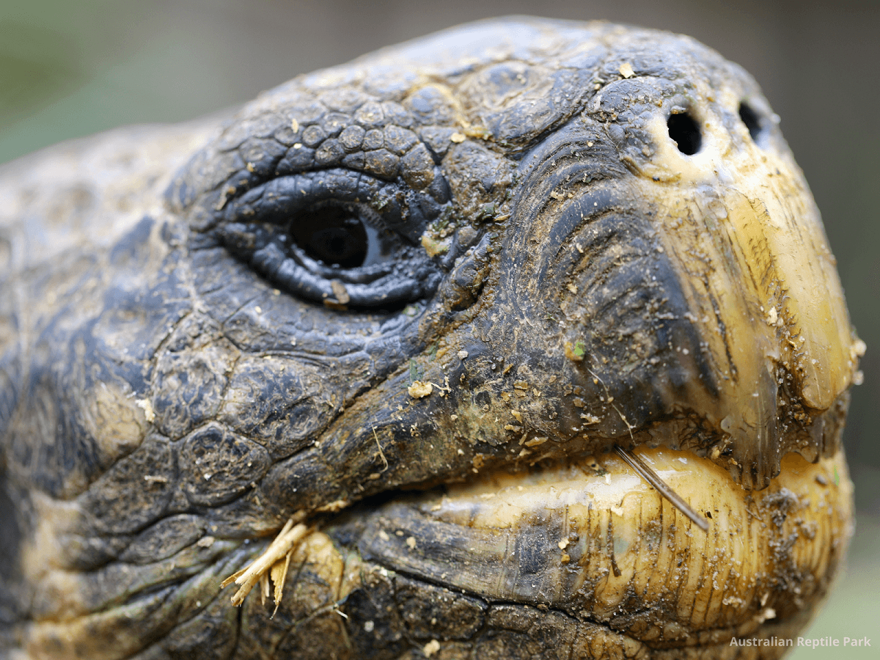 Australian Reptile Park - تصویر 9