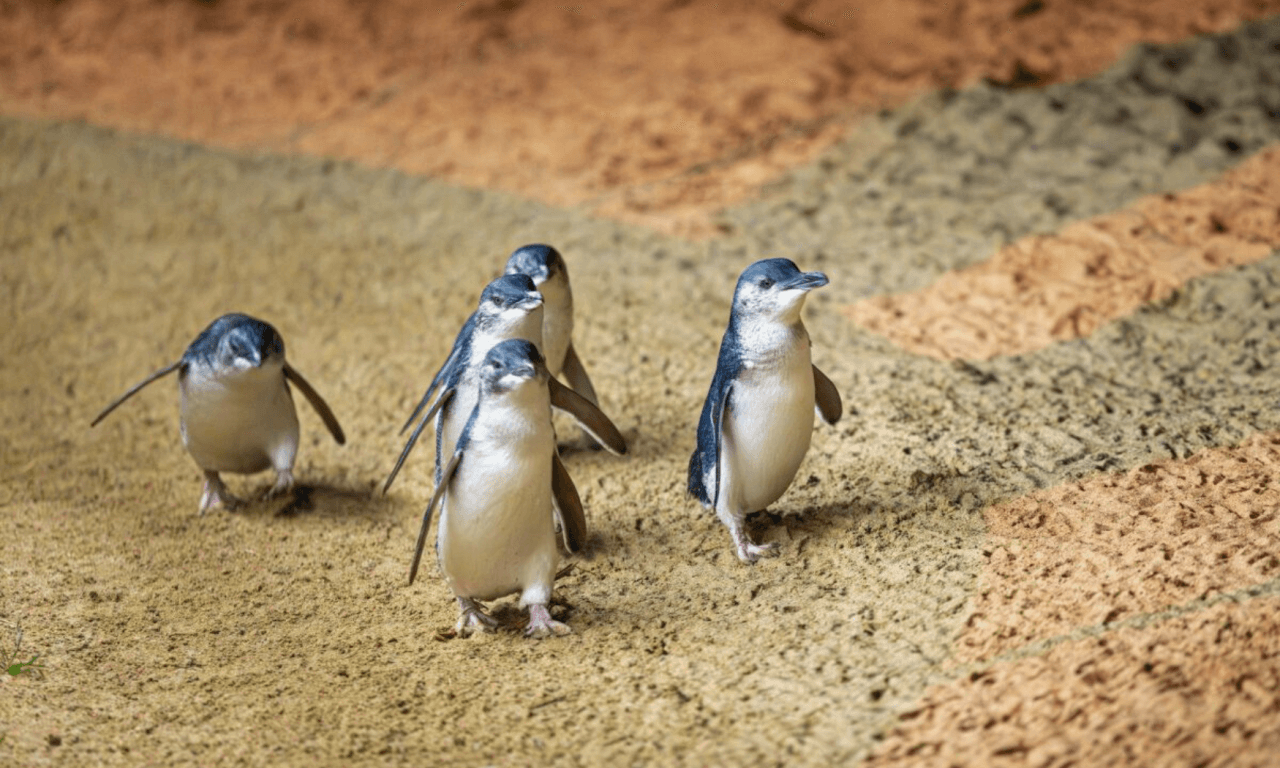 Phillip Island with Penguin Parade Eco Tour - تصویر 29