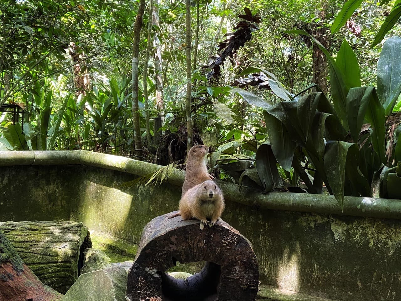 Batu Caves and Kuala Gandah Elephant Sanctuary Full-Day Tour from Kuala Lumpur - تصویر 13