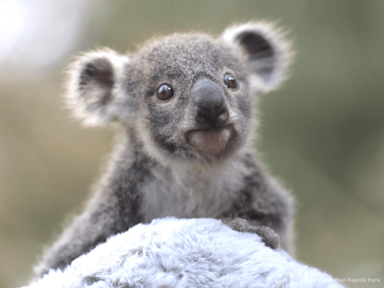 Australian Reptile Park - تصویر 24