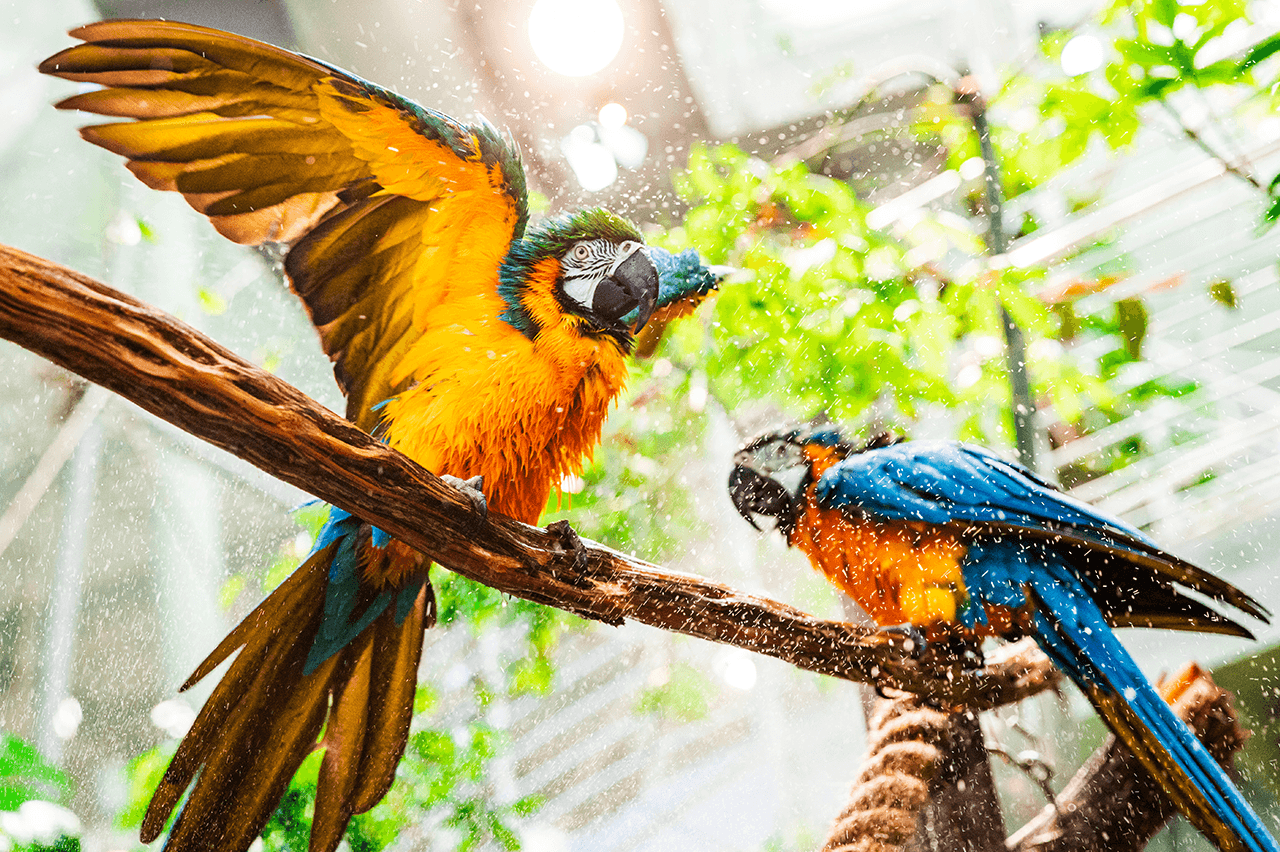 California Academy of Sciences Ticket - تصویر 11