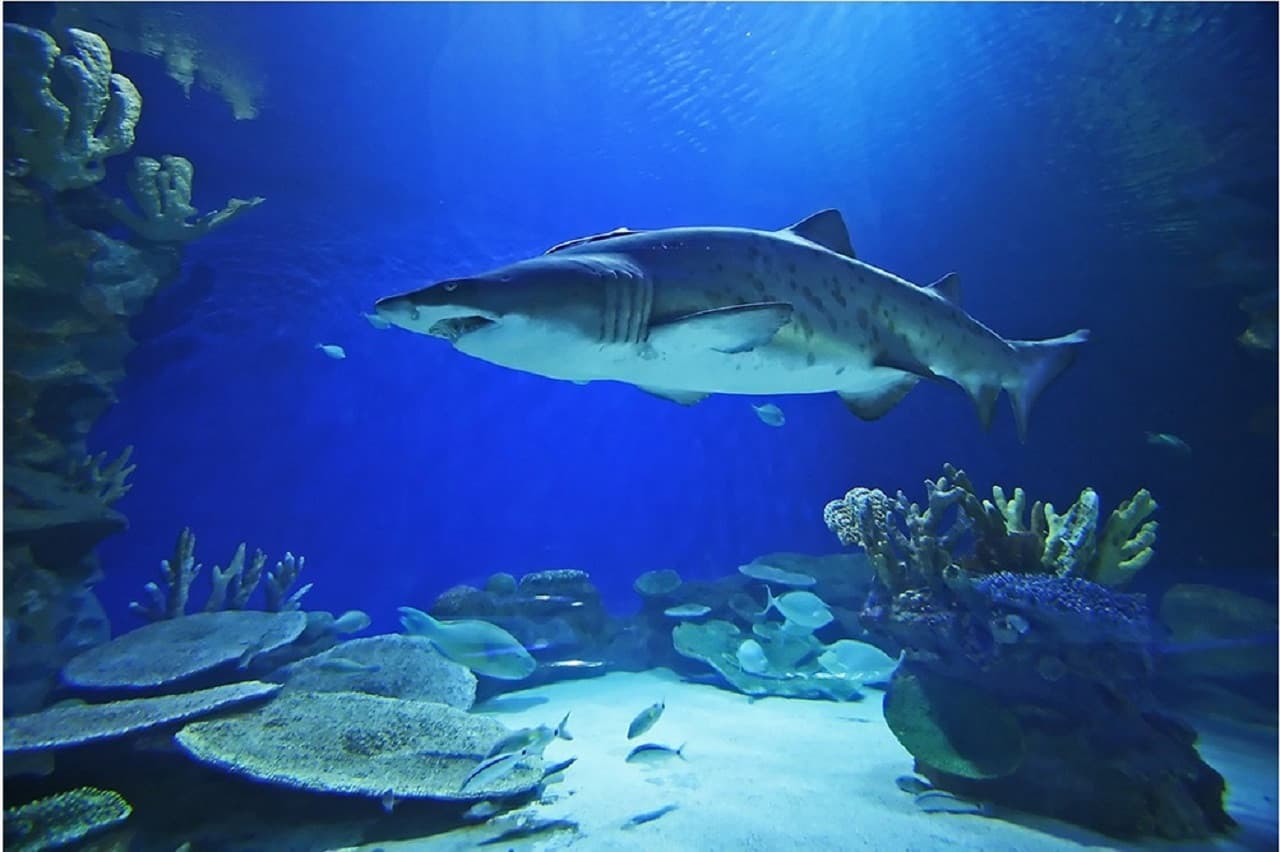 Dubai Aquarium and Underwater Zoo Ticket - تصویر 7