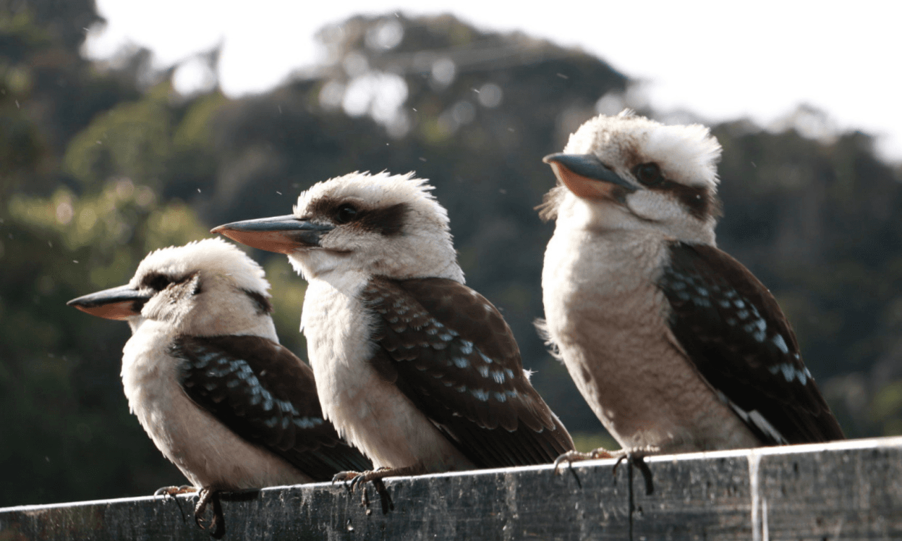 Grampians National Park Day Tour from Melbourne - تصویر 13