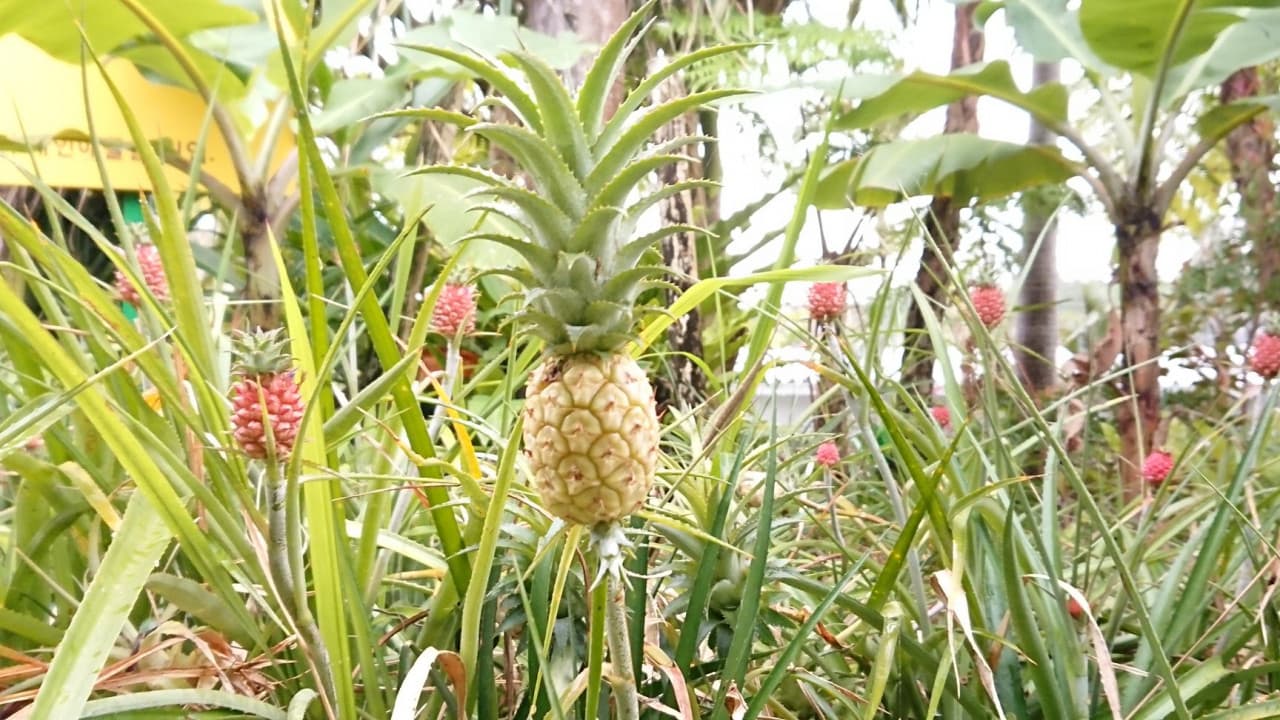 Okinawa Nago Pineapple Park - تصویر 9