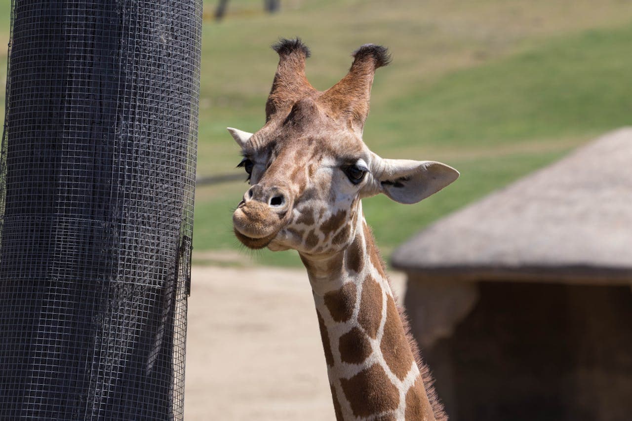 San Diego Zoo Safari Park Ticket - تصویر 6