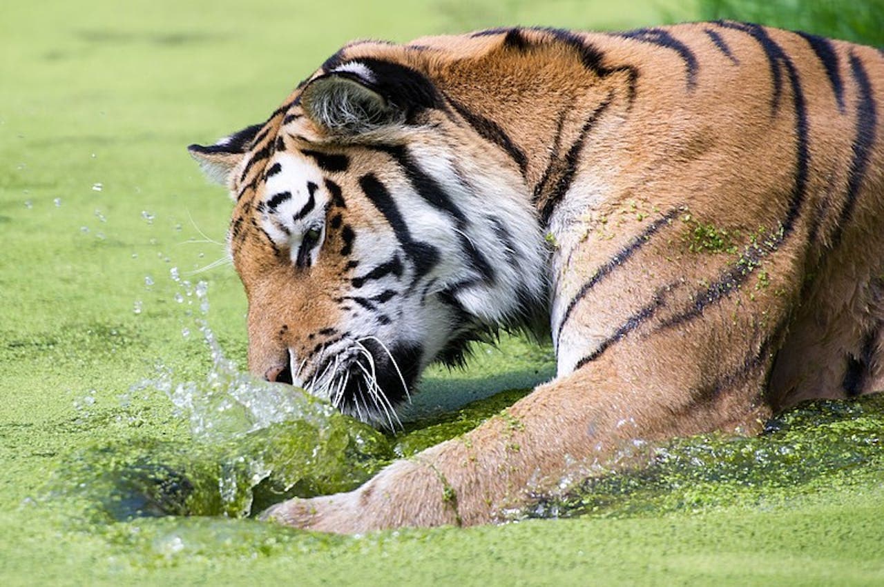 Schonbrunn Zoo - تصویر 3