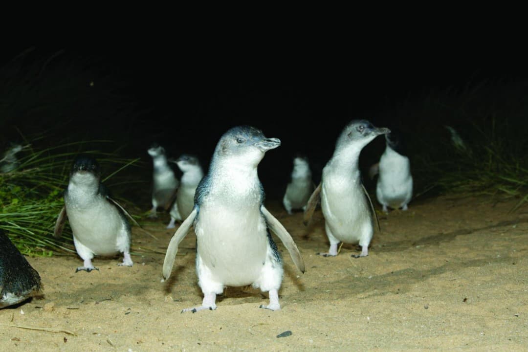 Phillip Island with Penguin Parade Eco Tour - تصویر 8