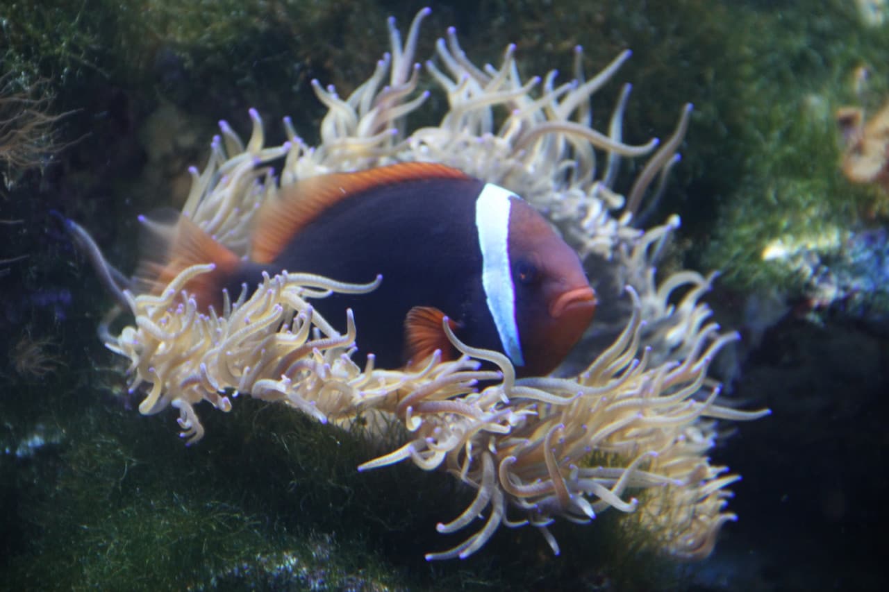 Underwater World Langkawi Ticket - تصویر 10