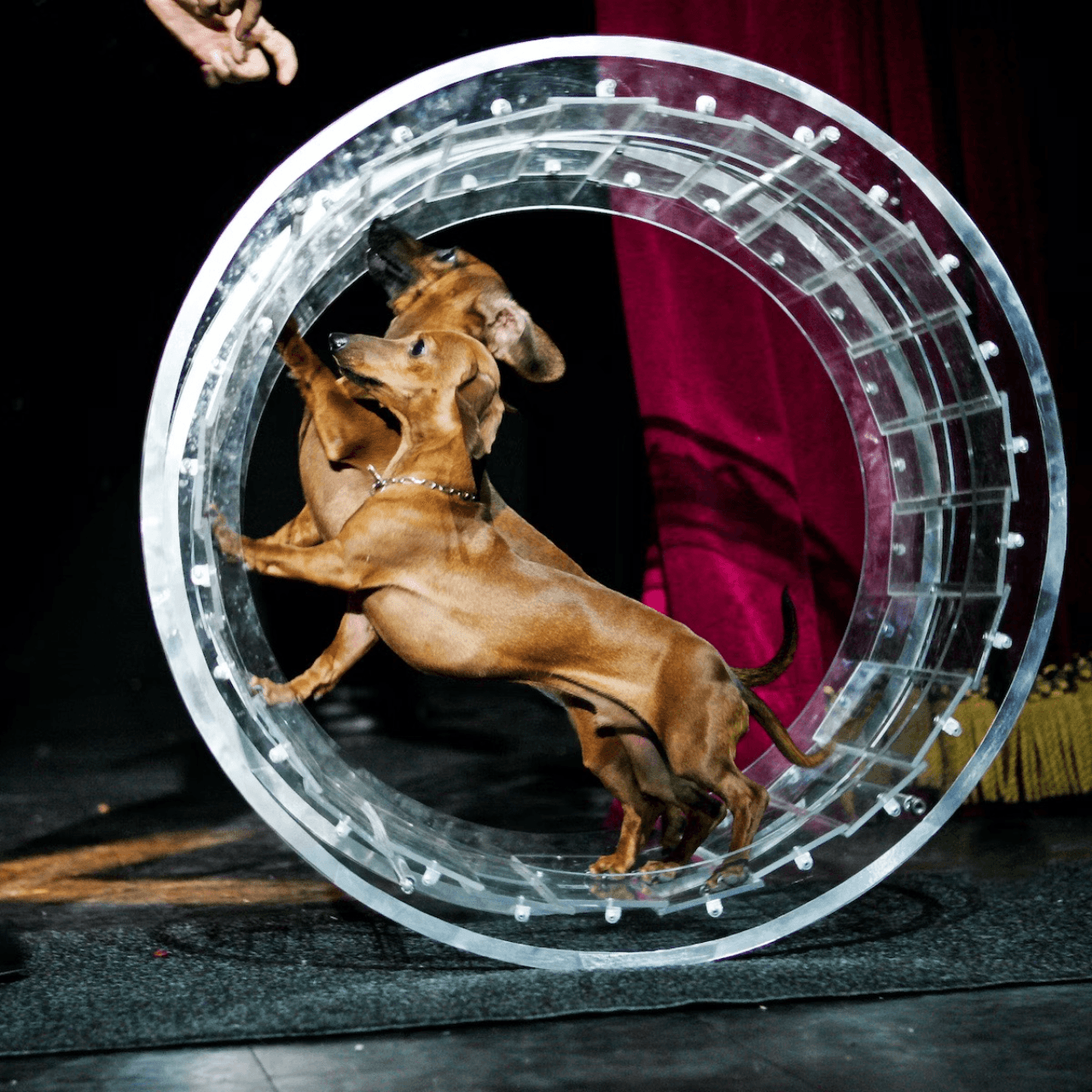 V Theatre Las Vegas - Popovich Comedy Pet Theatre - تصویر اصلی