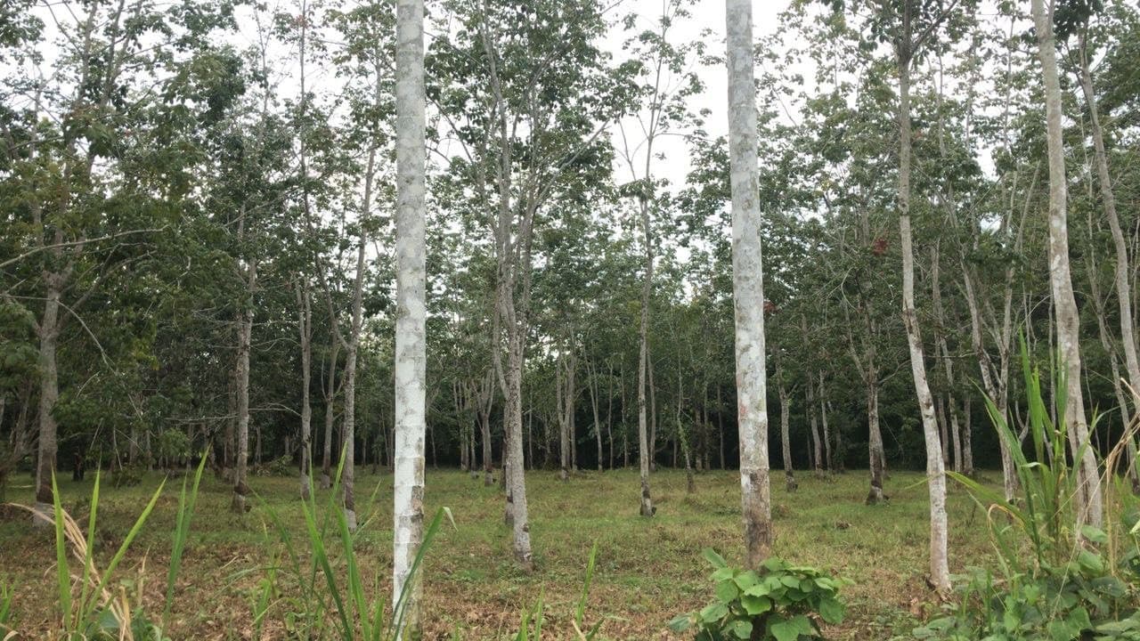 Langkawi Countryside Biking Tour - تصویر 6